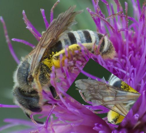 Réf. 287 883 : Halictus scabiosae